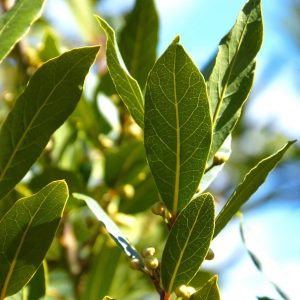 laurel-leaves-tree-spices